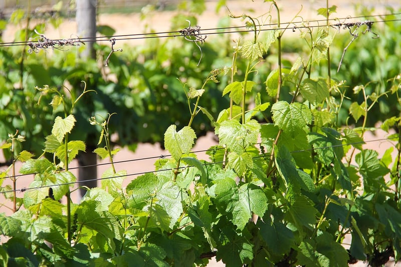 Wine Tasting Tours