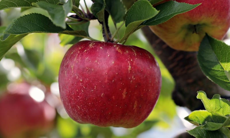Fruits